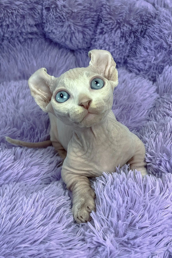Cali | dwelf sphynx kitten
