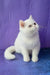 Adorable White Exotic Shorthair Kitten from Calista | Exotic Shorthair Kitten collection