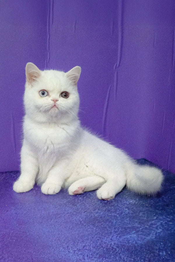 White Exotic Shorthair kitten named Calista with stunning heterochromia eyes