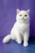 White Heterochromia Cat from Calista, Exotic Shorthair Kitten collection