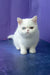 White Exotic Shorthair Kitten named Calista with striking heterochromia eyes