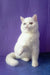 White Exotic Shorthair kitten Calista playfully raising her paw