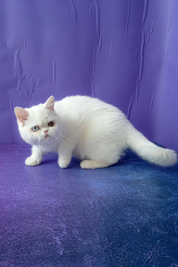 White short-haired cat from Calista, the adorable Exotic Shorthair Kitten