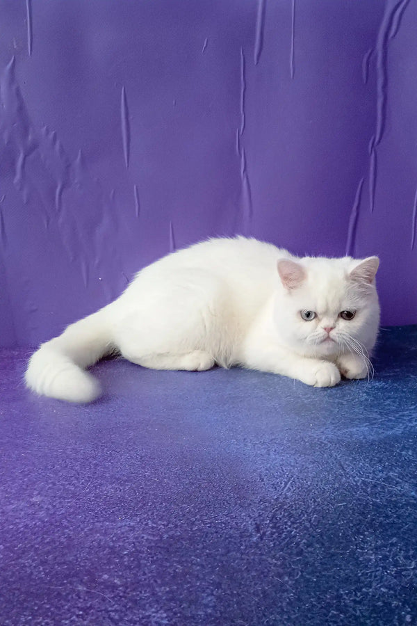 Adorable White Short-Haired Cat from Calista Exotic Shorthair Kitten collection