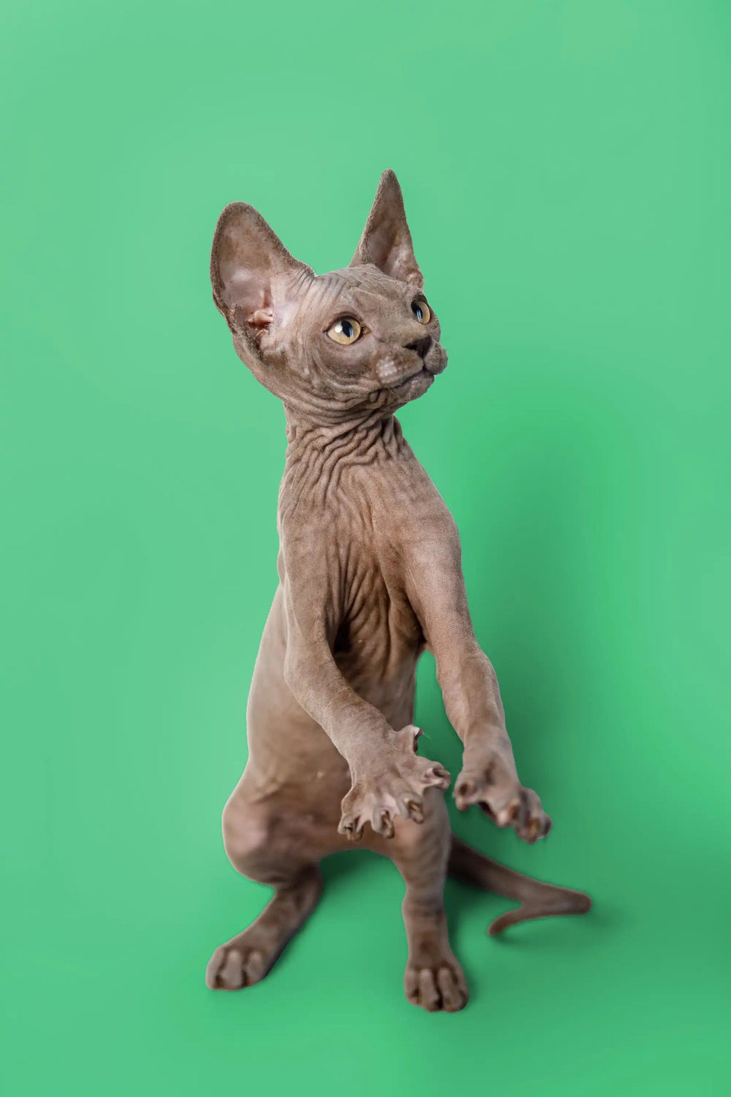 Hairless Sphynx Cats & Kittens for Sale Callie| Kitten