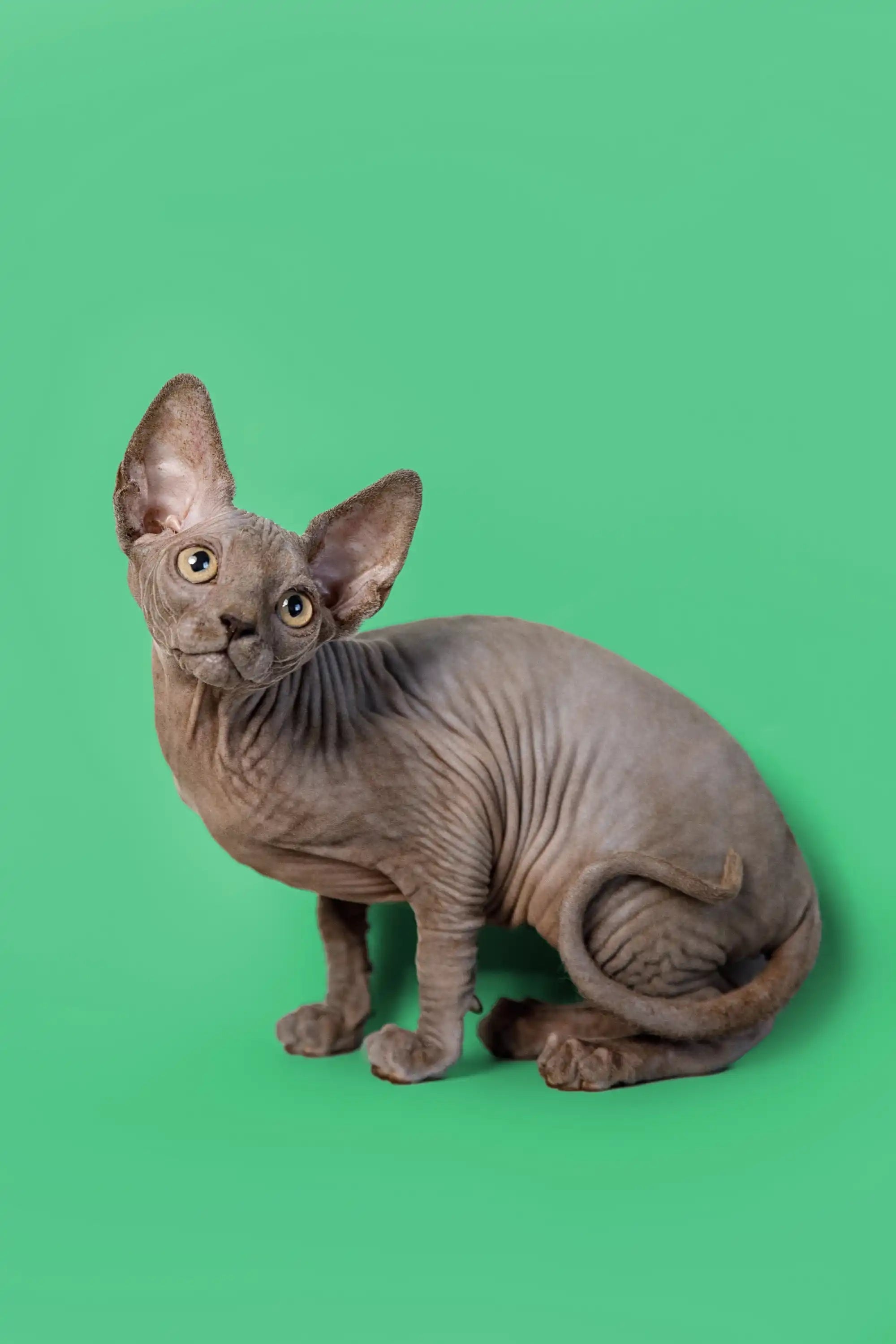 Sphynx Cats for Sale | Kittens For Callie| Kitten