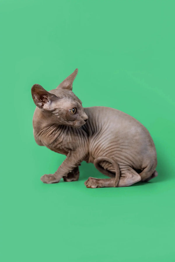 Hairless Sphynx kitten Callie looking alert against a vibrant green backdrop