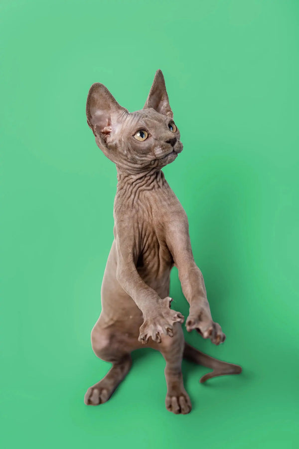Loving Sphynx kitten sitting upright, showing off its adorable alert expression