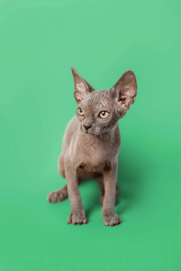 Adorable Hairless Sphynx kitten Callie with wrinkled skin and big ears, super loving
