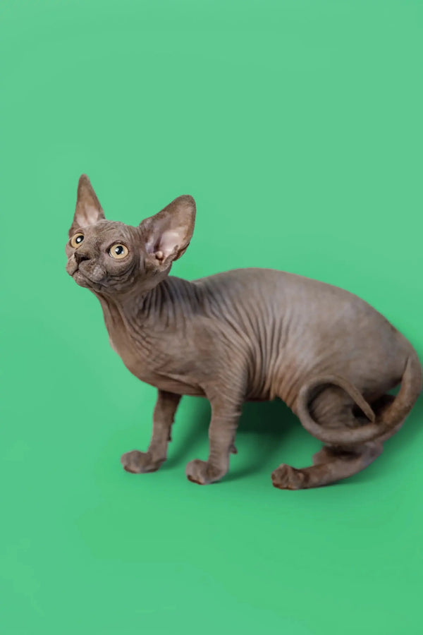 Loving Sphynx kitten with wrinkled skin and big ears, perfect for a warm cuddle