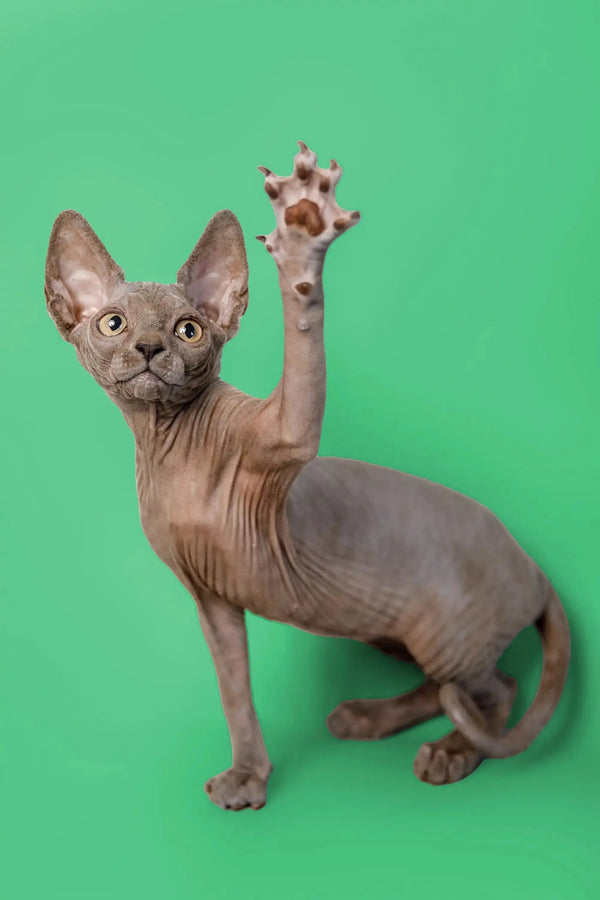 Adorable Hairless Sphynx kitten with a raised paw, set against a vibrant green backdrop