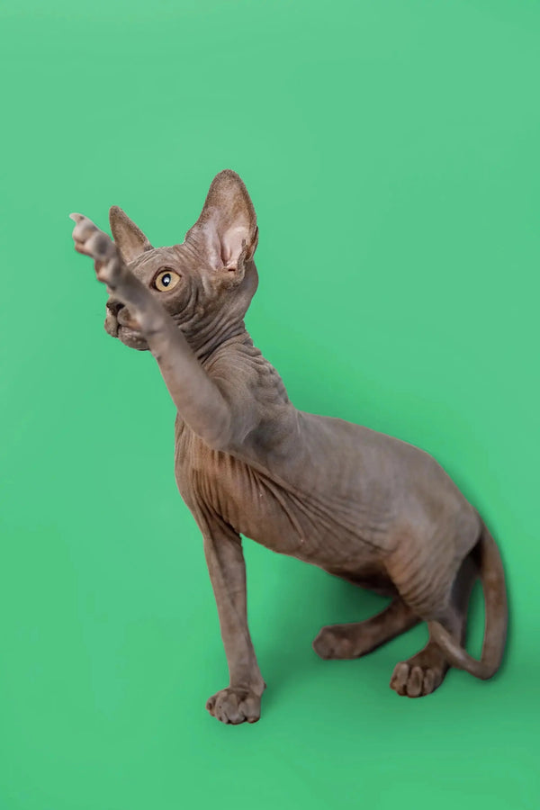 Adorable Hairless Sphynx kitten Callie sitting upright, showcasing her big ears and wrinkles