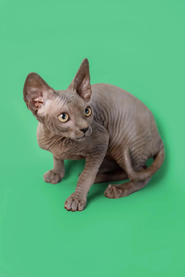 Loving Sphynx kitten Callie sitting pretty on a bright green background