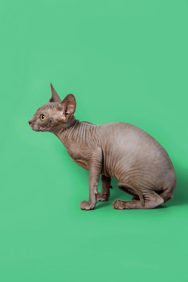 Profile view of a loving Sphynx kitten named Callie, the adorable Hairless Sphynx cat