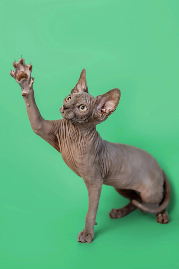 Loving Sphynx kitten Callie posing with one paw raised against a green backdrop