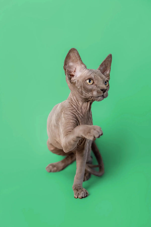 Adorable Hairless Sphynx kitten Callie raising a paw, a loving companion