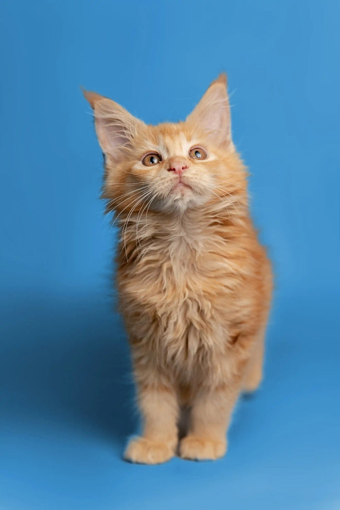 Available For Pick up Today Calliope | Maine Coon Kitten