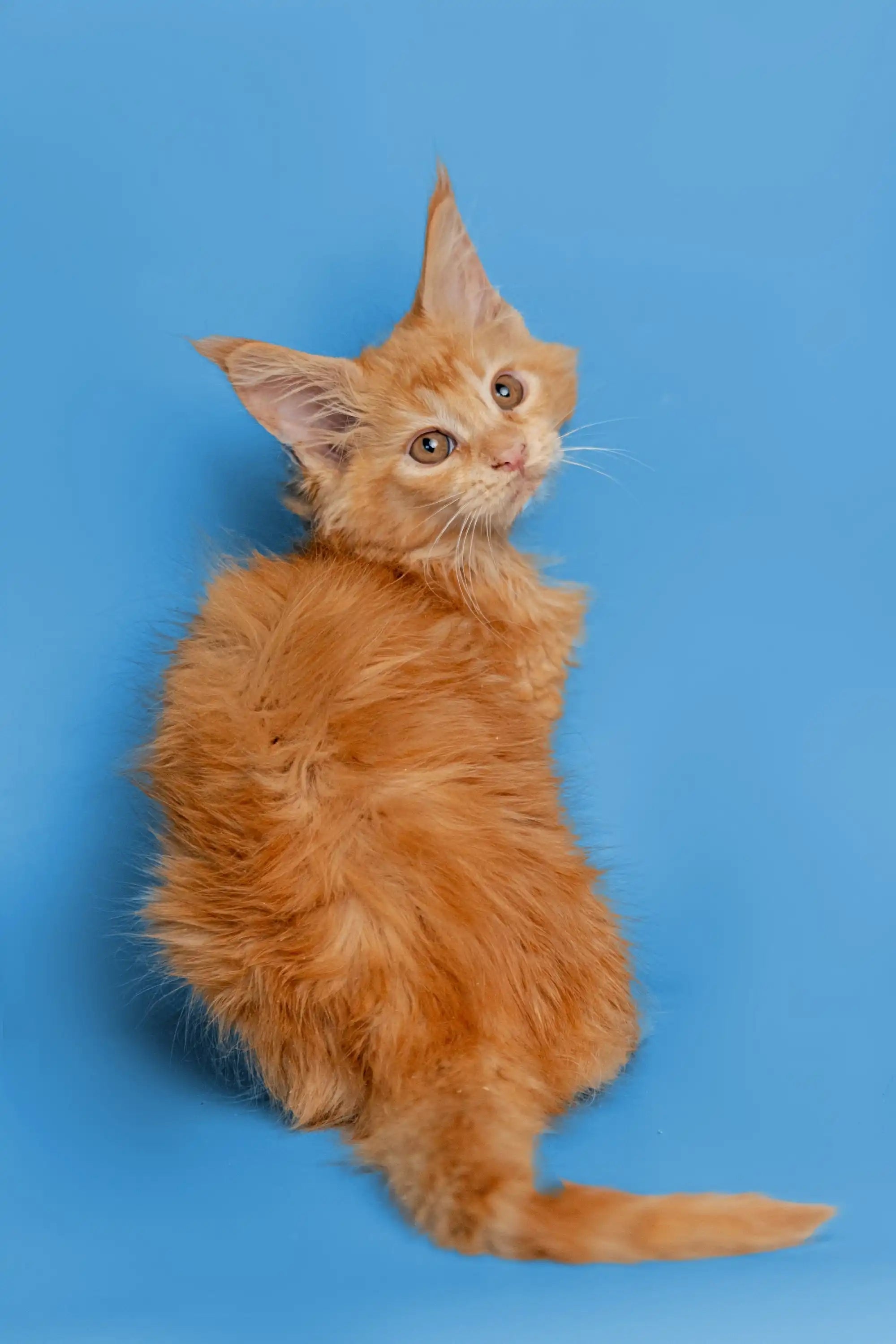 Available For Pick up Today Calliope | Maine Coon Kitten
