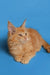 Orange Maine Coon kitten with pointed ears lounging comfortably