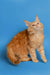 Orange Maine Coon kitten sitting pretty against a blue backdrop