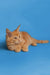 Orange tabby Maine Coon kitten with fluffy fur and alert expression, super adorable!