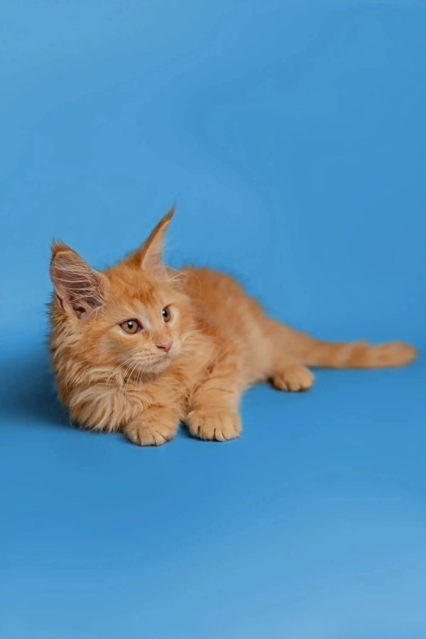 Orange tabby Maine Coon kitten with fluffy fur and alert expression, super adorable!