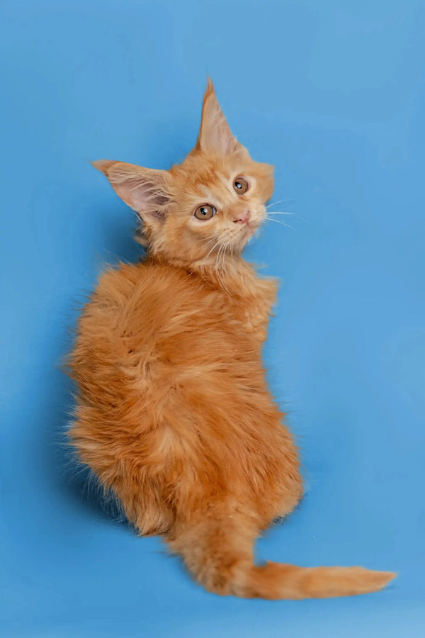 Adorable Orange Maine Coon kitten with fluffy fur and pointed ears in Calliope product