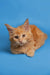 Orange tabby Maine Coon kitten with fluffy fur and an alert expression