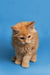 Fluffy orange Maine Coon kitten sitting pretty against a blue backdrop