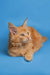 Adorable Orange Maine Coon kitten with fluffy fur and pointed ears in Calliope product