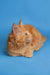 Fluffy orange Maine Coon kitten with pointed ears looking to the side