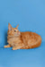 Orange Maine Coon kitten with pointed ears lying down, showing off its long fur