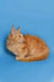 Orange long-haired Maine Coon kitten curled up peacefully in a cozy position