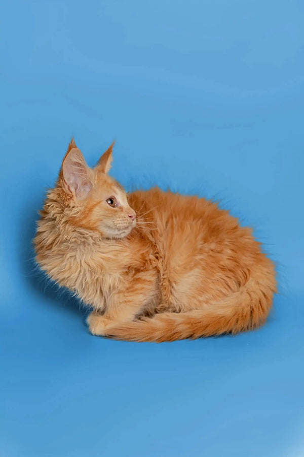 Orange long-haired Maine Coon kitten curled up peacefully in a cozy position