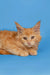 Adorable Orange Maine Coon kitten with fluffy fur and alert expression for Calliope