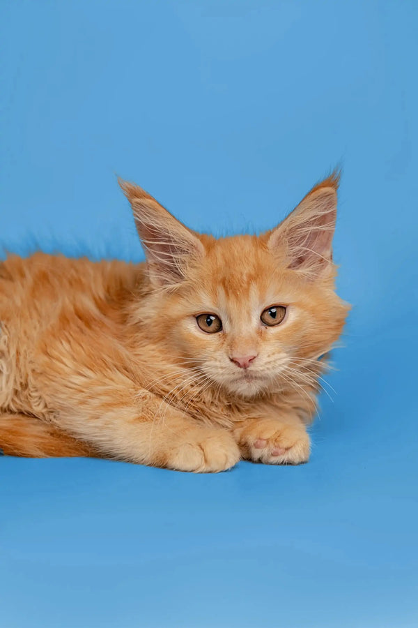 Adorable Orange Maine Coon kitten with fluffy fur and alert expression for Calliope