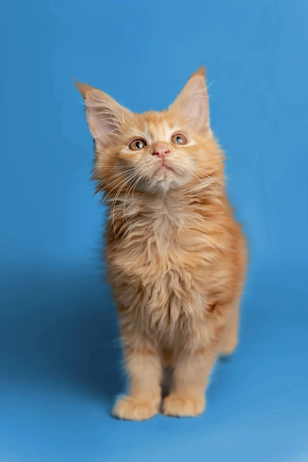 Orange tabby Maine Coon kitten with fluffy fur and alert expression for Calliope