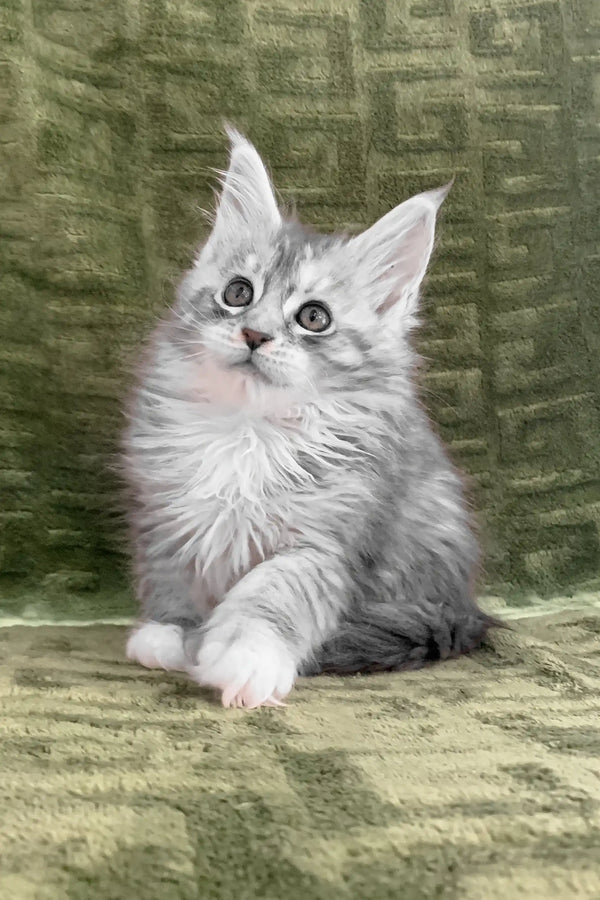 Adorable fluffy gray and white Maine Coon kitten named Cally. Perfect companion!