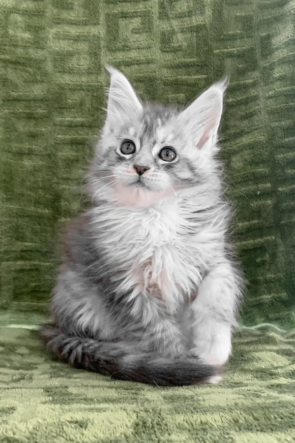 Cally Maine Coon Kitten Fluffy Gray Beauty