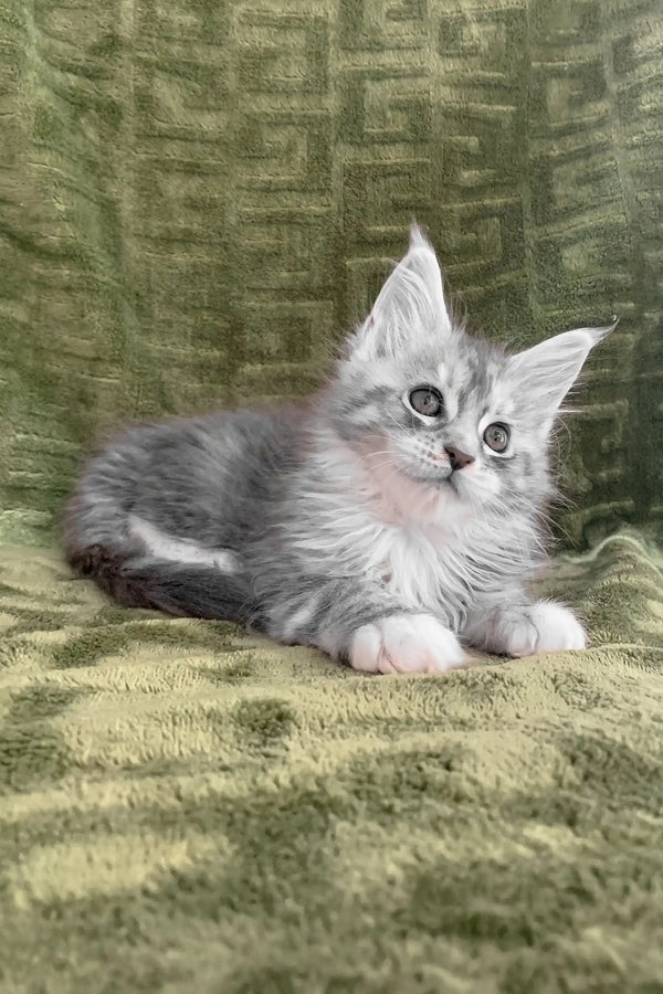 Gray and white Maine Coon kitten, Cally, with adorable tufted ears