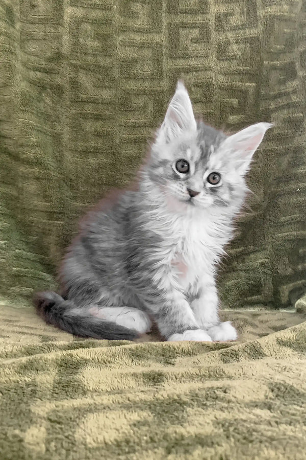 Gray and white Maine Coon kitten named Cally looking adorable and playful