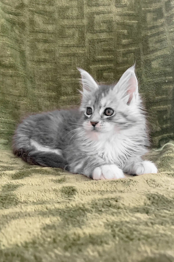 Gray and white Cally, a playful Maine Coon kitten, looking adorable and curious
