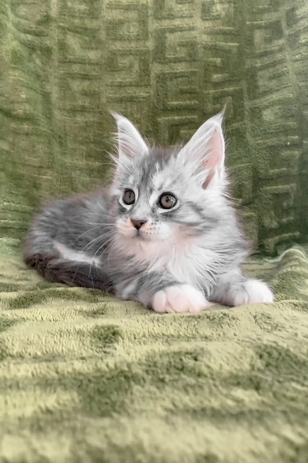 Cute gray and white kitten named Cally, a Maine Coon with fluffy fur and playful vibes