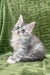 Cute gray and white fluffy kitten named Cally, a playful Maine Coon
