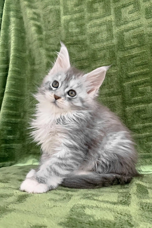 Cute gray and white fluffy kitten named Cally, a playful Maine Coon