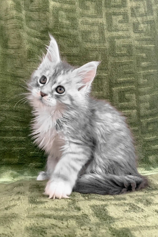 Cute Silver Tabby Kitten named Cally, a playful Maine Coon bundle of joy