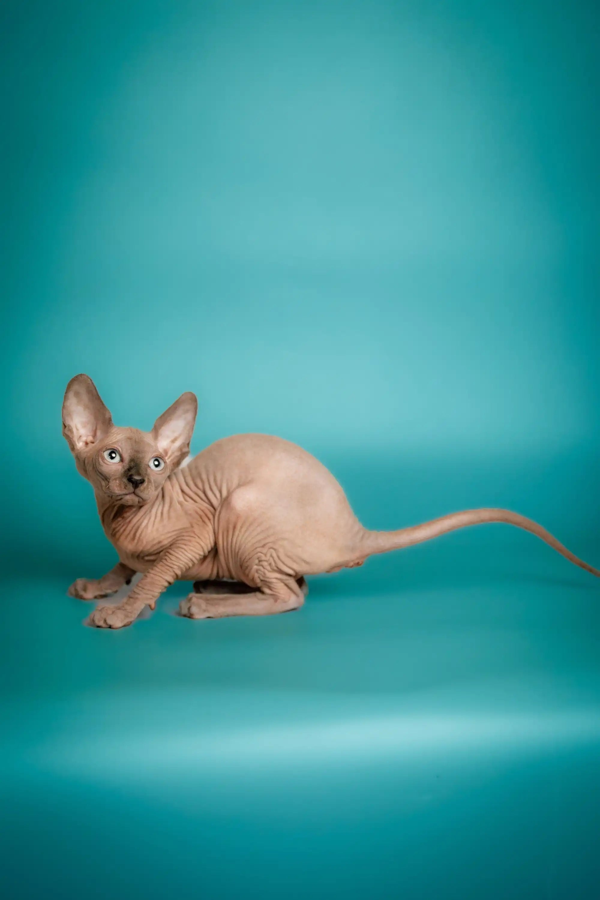 Hairless Sphynx Cats & Kittens for Sale Cally | Kitten
