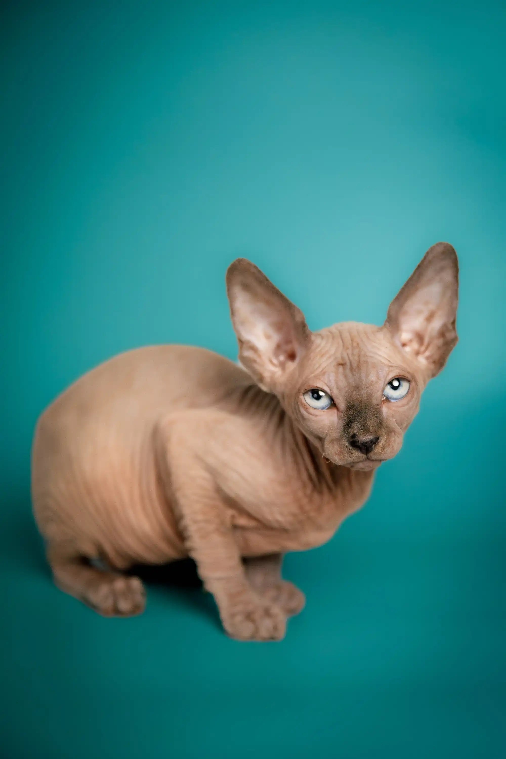 Hairless Sphynx Cats & Kittens for Sale Cally | Kitten