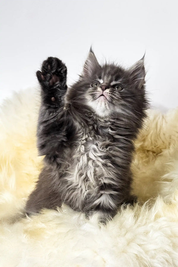 Calvin | maine coon kitten