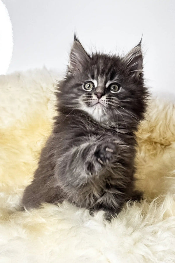 Calvin | maine coon kitten